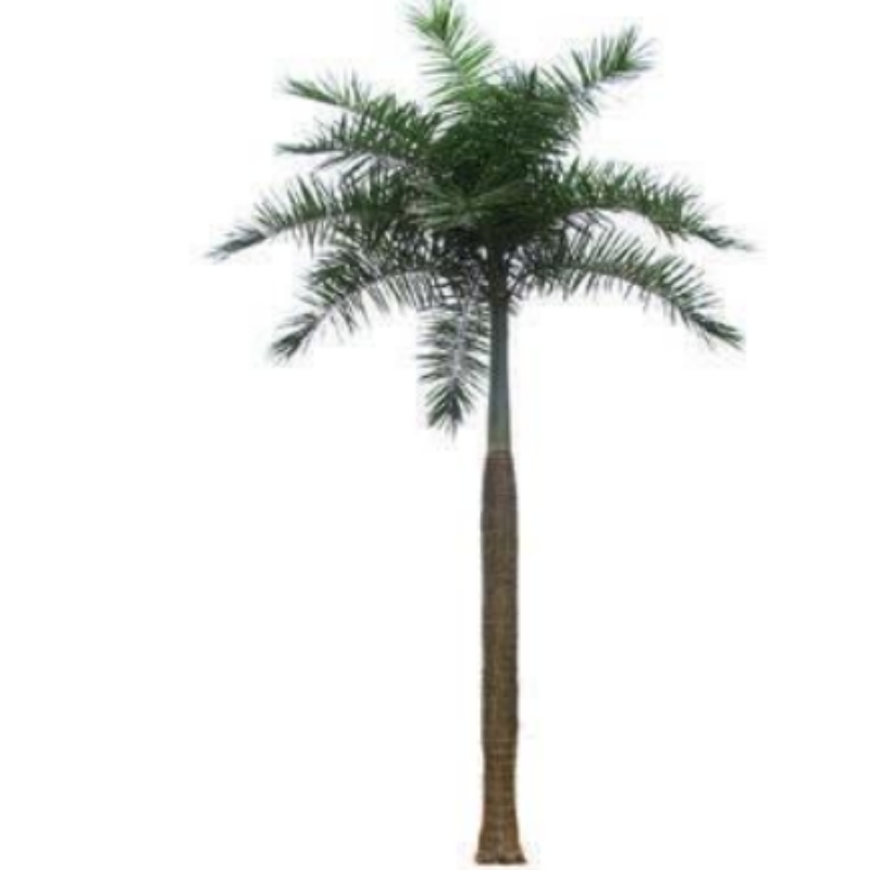Copaci de nucă de cocos mari din exterior